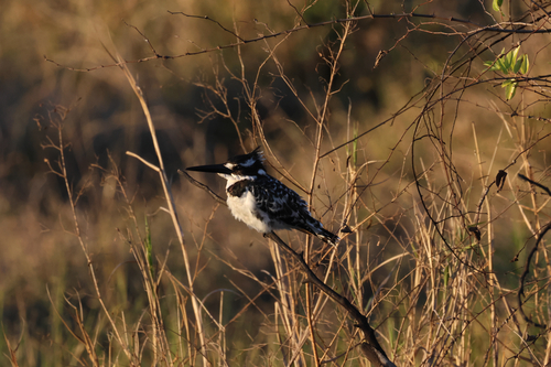 iNaturalist image