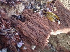 Callithamnion pikeanum