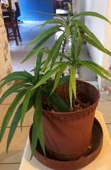 Angiospermae
