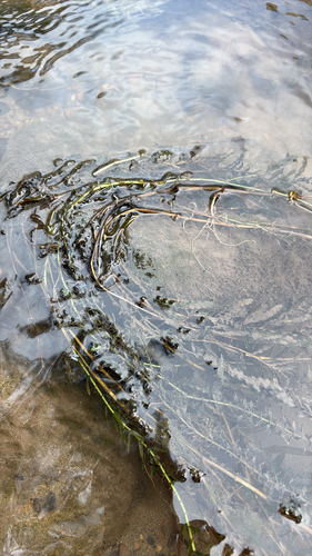 Curly-leaf Pondweed