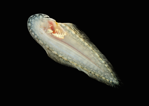 Double-lined tongue sole (Paraplagusia bilineata) — Cynoglossidae — 3