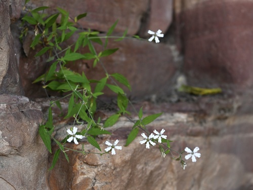 Silene tatarinowii