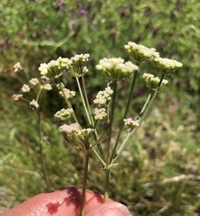 Perideridia californica