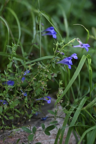 Siberian Skullcap