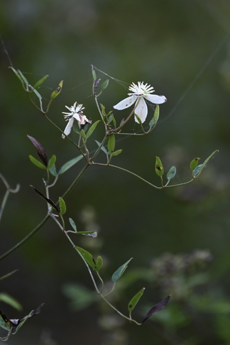 Clematis kirilowii