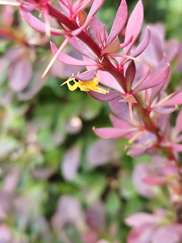 Goldenrod Crab Spider