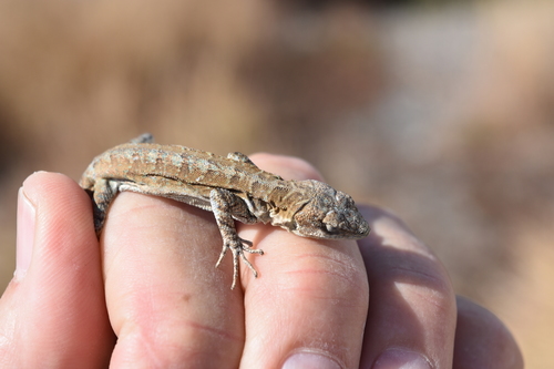 Socorro Island Tree Lizard