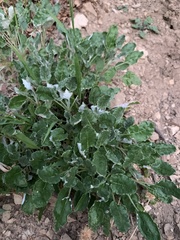 Eriogonum grande