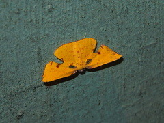 Corymica spatiosa