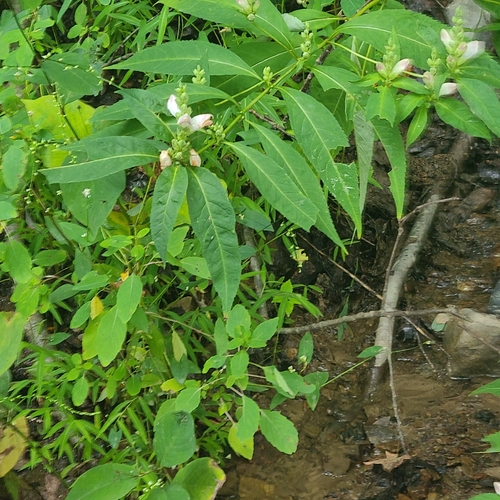 white turtlehead