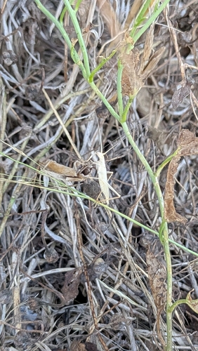 Lily Bush-cricket