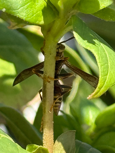 Guinea Paper Wasp
