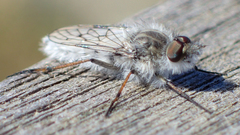 Tabudamima melanophleba