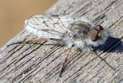 Tabudamima melanophleba