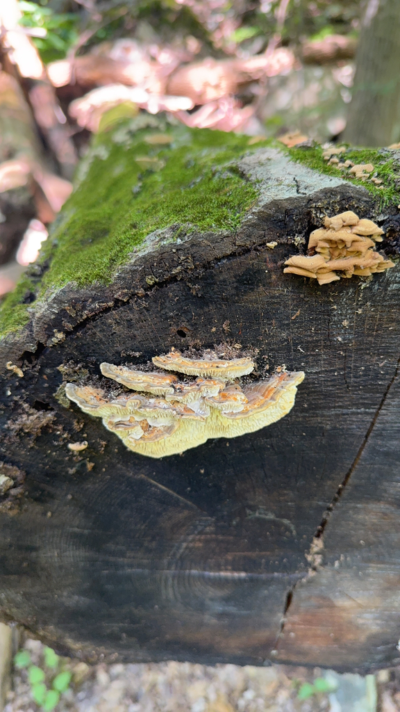 Gilled Polypore · September 2026 · photo: Photo: (c) Larry Yang, some rights reserved (CC BY) · iNaturalist