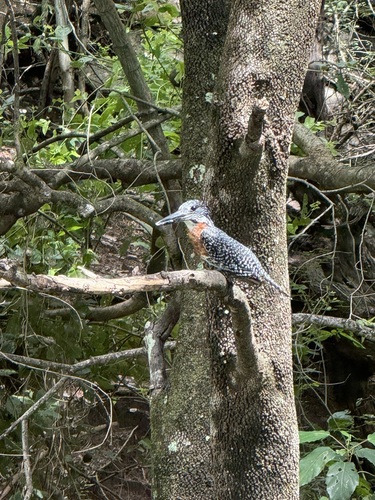 iNaturalist image