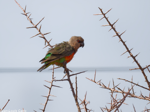 Red-bellied Parrot