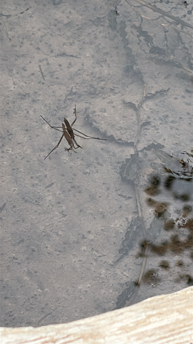 North American Common Water Strider
