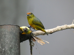 Euphonia imitans