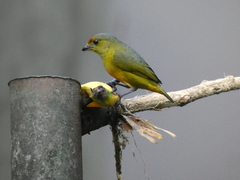Euphonia imitans
