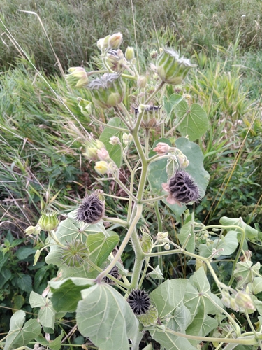 velvetleaf