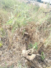 Astragalus alopecurus