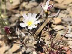 Malacothrix floccifera