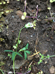 Trifolium oliganthum