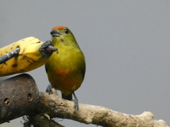 Euphonia imitans