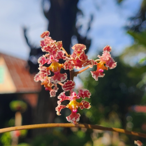 Trichocentrum oerstedii