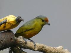 Euphonia imitans