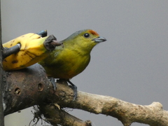 Euphonia imitans