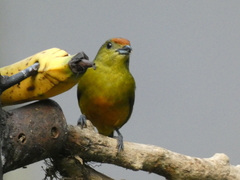 Euphonia imitans