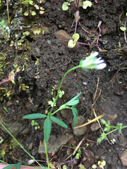 Trifolium oliganthum