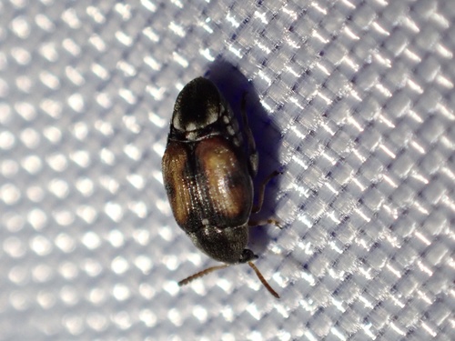 Stator limbatus