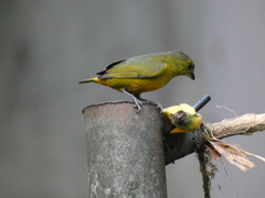 Euphonia imitans