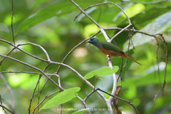 Erythrura prasina