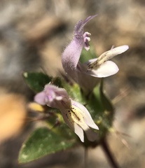 Acanthomintha lanceolata