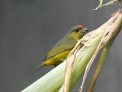 Euphonia imitans