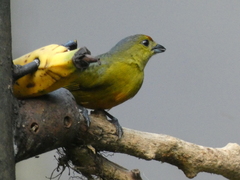 Euphonia imitans