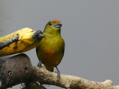 Euphonia imitans