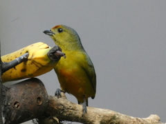 Euphonia imitans