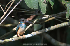 Alcedo peninsulae