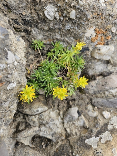 Yellow Saxifrage