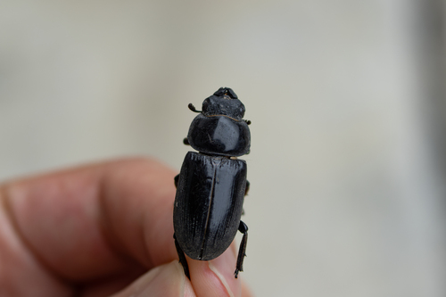 Dorcus yaksha yaksha