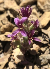 Streptanthus callistus