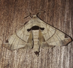 Apatelodes pandarioides