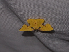 Corymica spatiosa