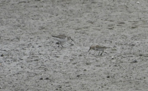 iNaturalist image