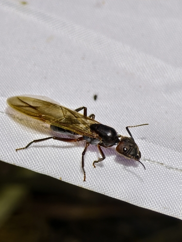 Camponotus misturus